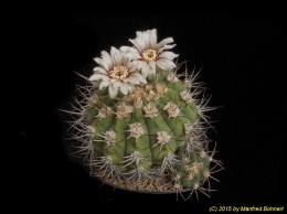 Gymnocalycium nigriareolatum 210